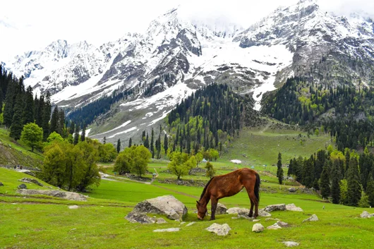 Visit sonamarg